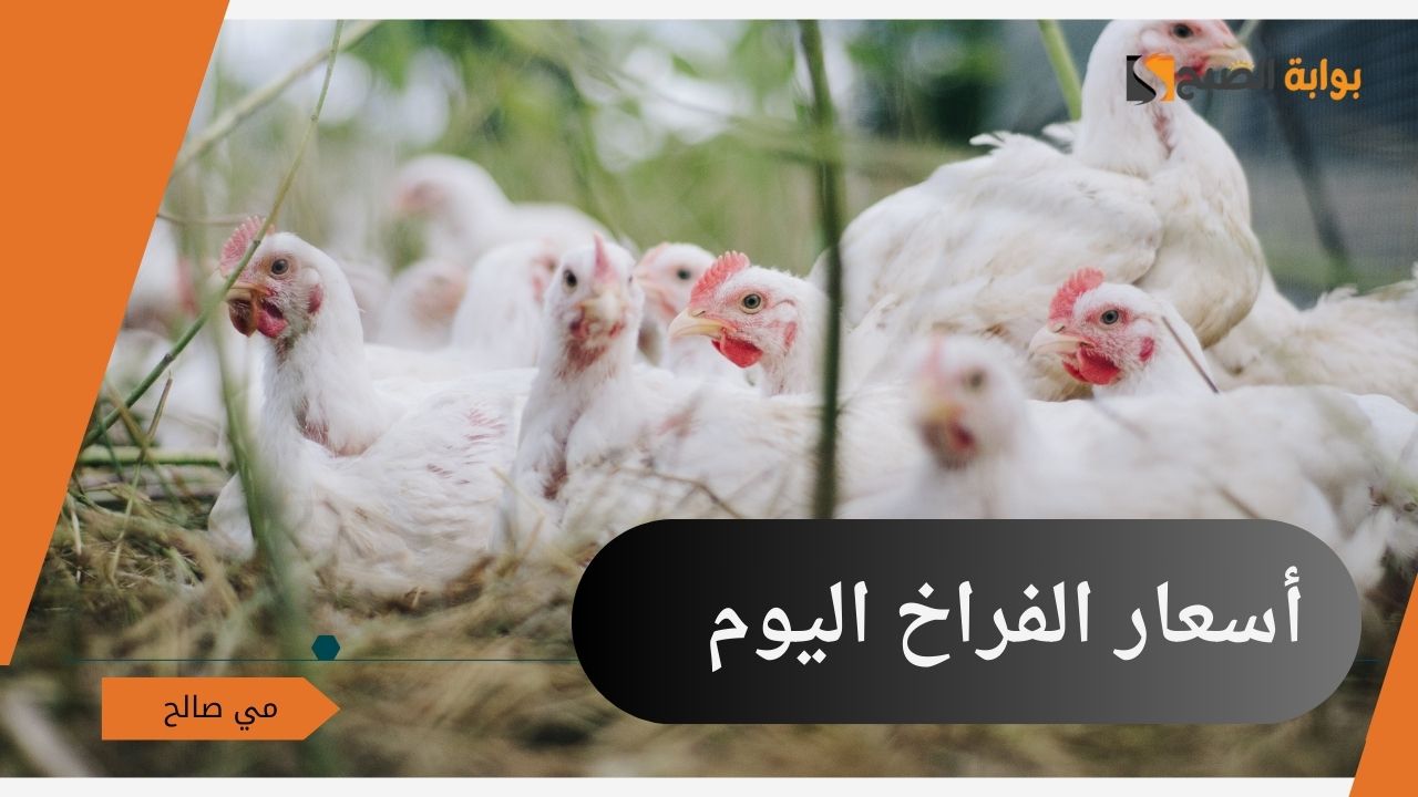"تحديث أول أكتوبر" أسعار الفراخ اليوم الثلاثاء 1/10/2024 في بورصة الدواجن وسعر طبق البيض 5 “تحديث أول أكتوبر” أسعار الفراخ اليوم الثلاثاء 1/10/2024 في بورصة الدواجن وسعر طبق البيض