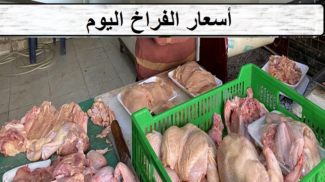 "بدأت ترجع" أسعار الفراخ اليوم الخميس 10-10-2024 بورصة الدواجن والمحلات بالمحافظات في مصر 5 “بدأت ترجع” أسعار الفراخ اليوم الخميس 10-10-2024 بورصة الدواجن والمحلات بالمحافظات في مصر