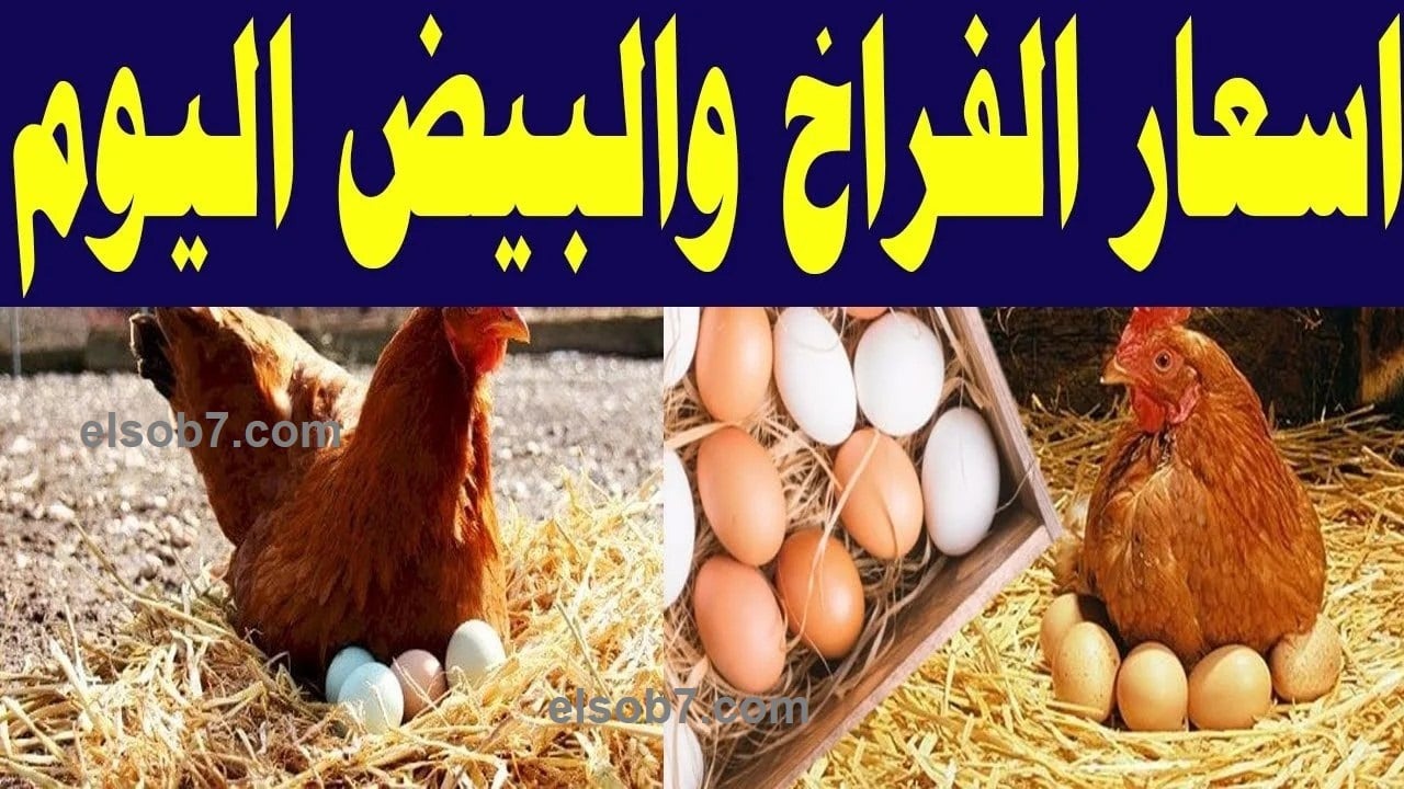 بكام الدواجن النهاردة؟.. استقرار سعر الفراخ البيضاء بعد الزيادة وكرتونة البيض تتخطى الـ180 جنيهًا 5 بكام الدواجن النهاردة؟.. استقرار سعر الفراخ البيضاء بعد الزيادة وكرتونة البيض تتخطى الـ180 جنيهًا