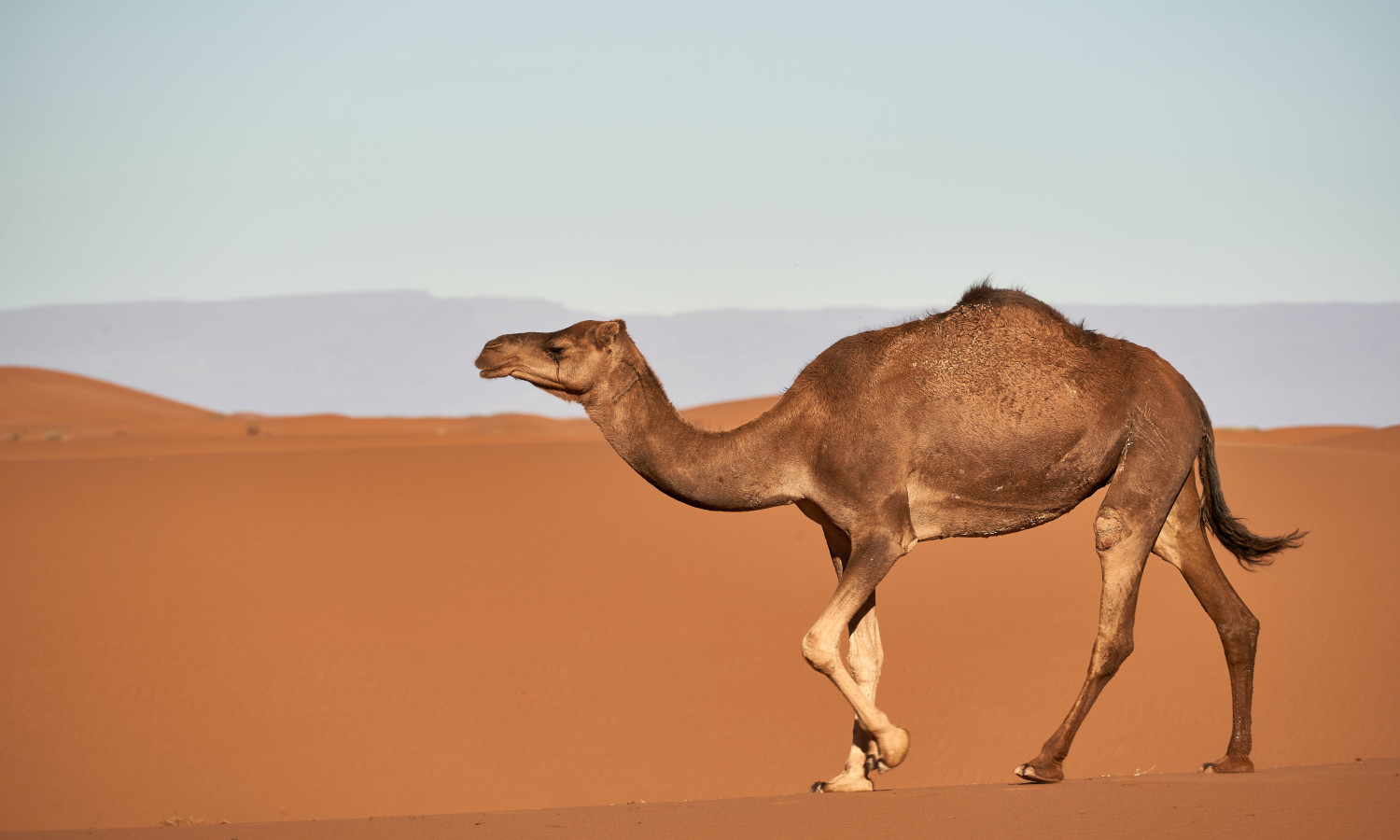 اللجنة المنظمة لدورة الألعاب السعودية تكشف عن مبادرة عام الإبل 2024 وما لها من أهداف