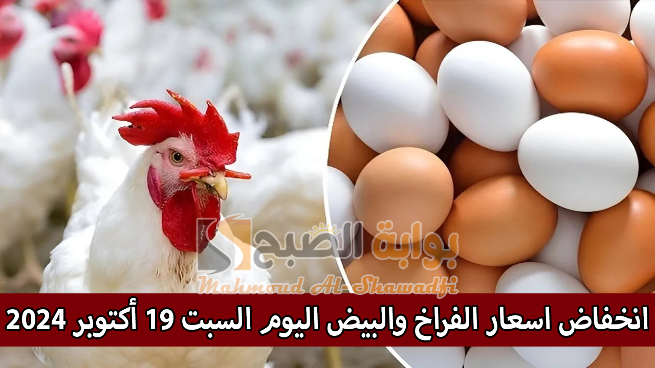 بعد ارتفاع البنزين والسولار.. انخفاض اسعار الفراخ والبيض اليوم السبت 19 أكتوبر 2024 5 بعد ارتفاع البنزين والسولار.. انخفاض اسعار الفراخ والبيض اليوم السبت 19 أكتوبر 2024