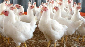 بورصة الدواجن اليوم أسعار الفراخ البيضاء 4 1