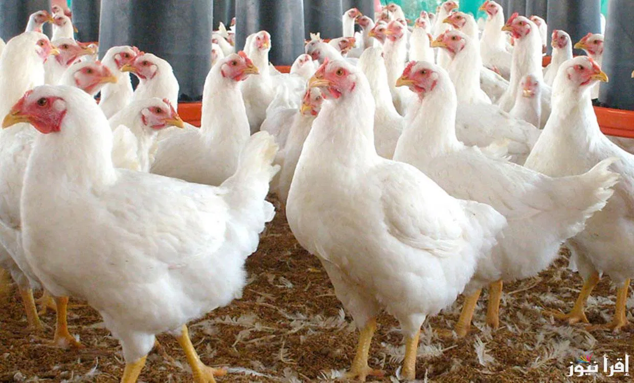 "بشرى سارة للمواطنين"..انخفاض أسعار البيض والدواجن اليوم الخميس 6 فبراير في الأسواق المصرية 2 “بشرى سارة للمواطنين”..انخفاض أسعار البيض والدواجن اليوم الخميس 6 فبراير في الأسواق المصرية