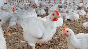 بورصة الدواجن اليوم أسعار الفراخ البيضاء 7
