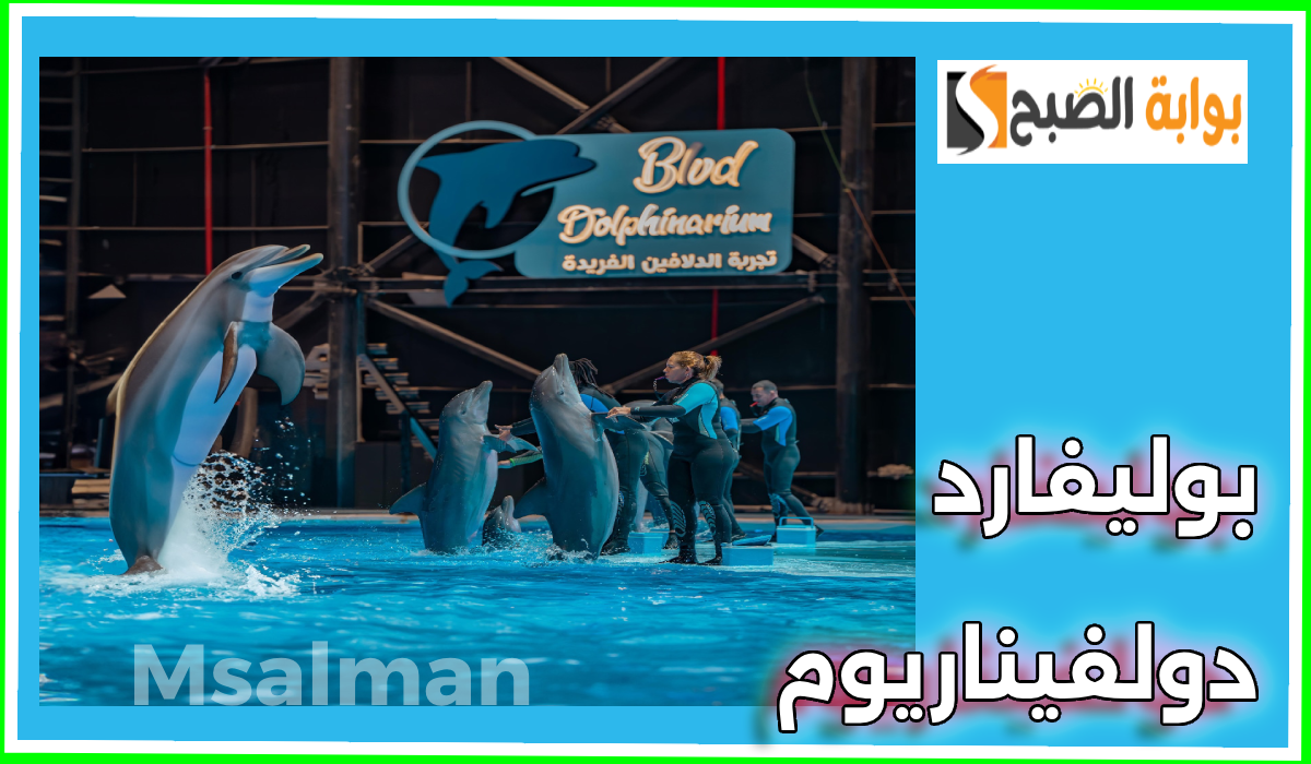 عيش المتعة مع الدلافين.. رابط حجز تذاكر فعاليات بوليفارد دولفيناريوم والموعد والأسعار 9 عيش المتعة مع الدلافين.. رابط حجز تذاكر فعاليات بوليفارد دولفيناريوم والموعد والأسعار