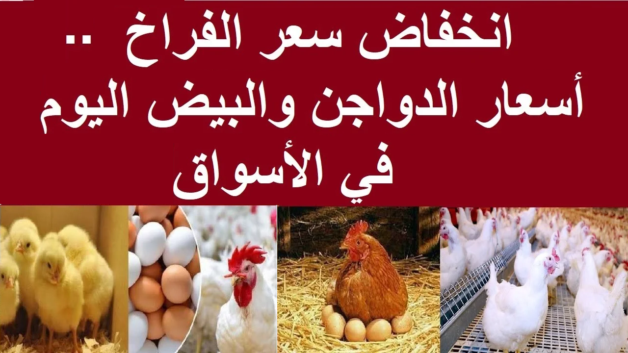 البلدي نزل 6 جنيه.. تراجع أسعار الفراخ البلدي وكرتونة البيض الأحمر اليوم الأحد 27 أكتوبر 2024 2 البلدي نزل 6 جنيه.. تراجع أسعار الفراخ البلدي وكرتونة البيض الأحمر اليوم الأحد 27 أكتوبر 2024