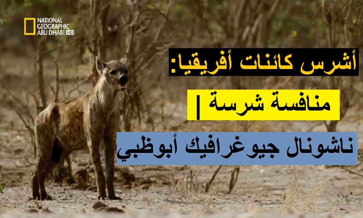 أجدد تردد قناة ناشيونال جيوغرافيك 2024 اكتشف العالم واستمتع بأجواء المناظر الطبيعية والحياة البرية