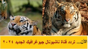 تردد قناة ناشيونال جيوغرافيك 6