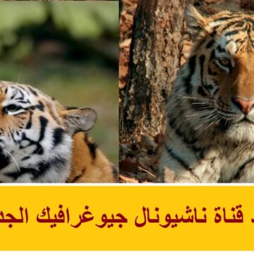 تردد قناة ناشيونال جيوغرافيك نايل سات 2024.. تحديثات جديدة ومميزة لمتابعة أفضل البرامج
