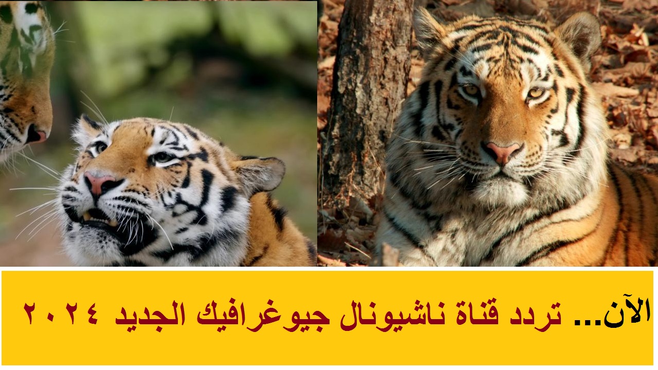 تردد قناة ناشيونال جيوغرافيك نايل سات 2024.. تحديثات جديدة ومميزة لمتابعة أفضل البرامج
