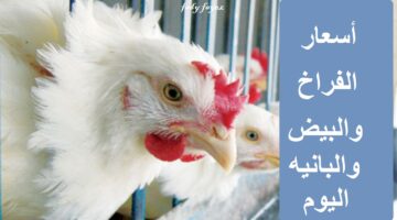 دجاج في أحد المحال تصوير محمد ابو غوش
