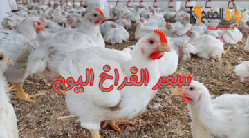 سعر االفراخ اايوم