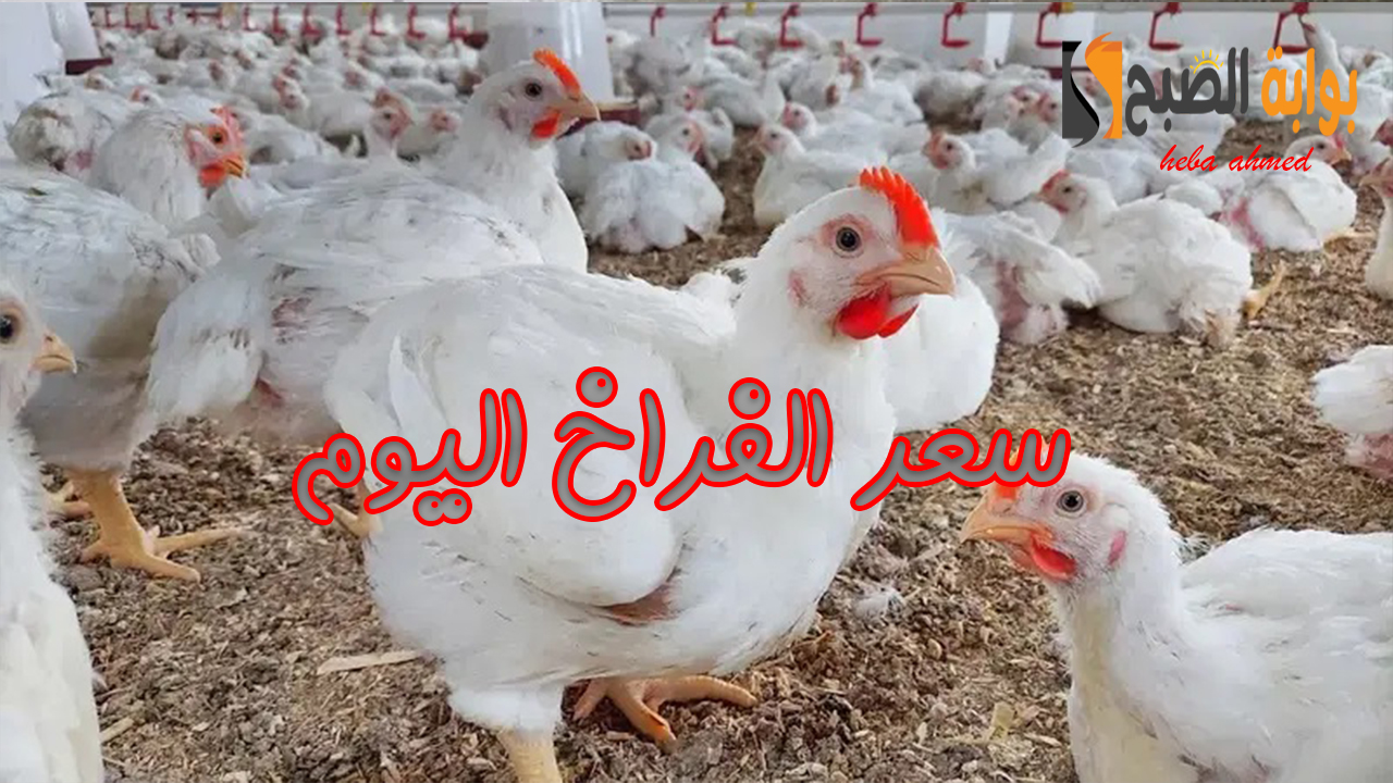 بكام الدواجن النهاردة بعد انخفاضها… سعر الفراخ اليوم الأحد 27 أكتوبر بعد تراجعها بالأسواق
