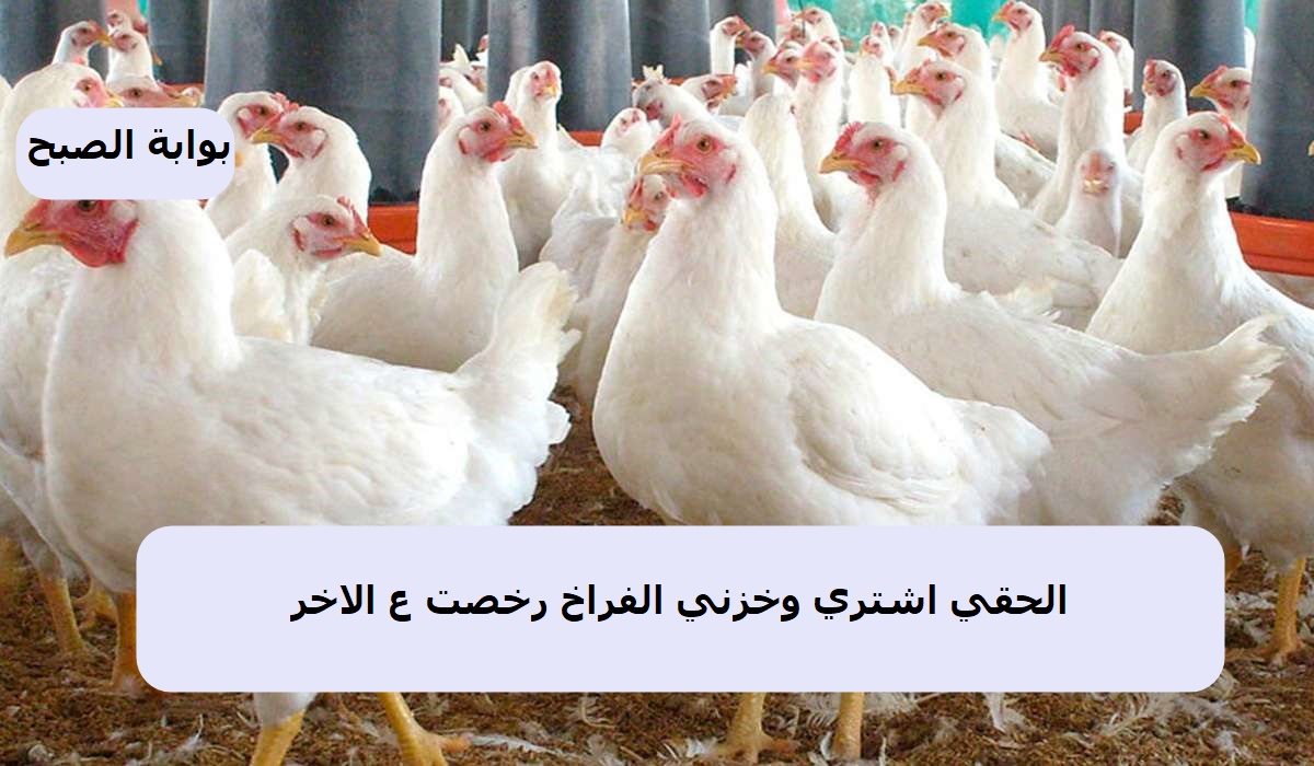 الفراخ نزلت تاني أكتر .. أسعار الدواجن في مصر اليوم الثلاثاء 29/10/2024 ومفاجأة في سعر الكيلو 5 الفراخ نزلت تاني أكتر .. أسعار الدواجن في مصر اليوم الثلاثاء 29/10/2024 ومفاجأة في سعر الكيلو