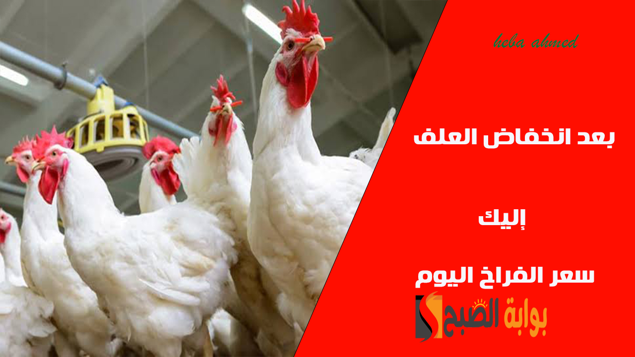 بعد تراجع العلف... سعر الفراخ اليوم الأربعاء 30 أكتوبر في البورصة والأسواق 2 بعد تراجع العلف… سعر الفراخ اليوم الأربعاء 30 أكتوبر في البورصة والأسواق