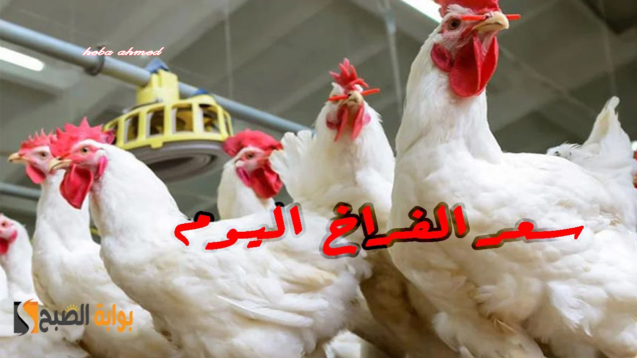 الدواجن بكام النهاردة... سعر الفراخ اليوم الجمعة 25 أكتوبر بعد انخفاضها في البورصة والأسواق 5 الدواجن بكام النهاردة… سعر الفراخ اليوم الجمعة 25 أكتوبر بعد انخفاضها في البورصة والأسواق