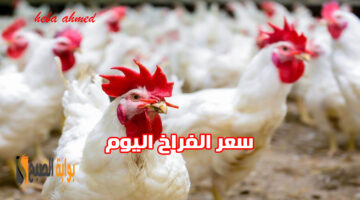 سعر الفراخ االيوم بعد هبوطها