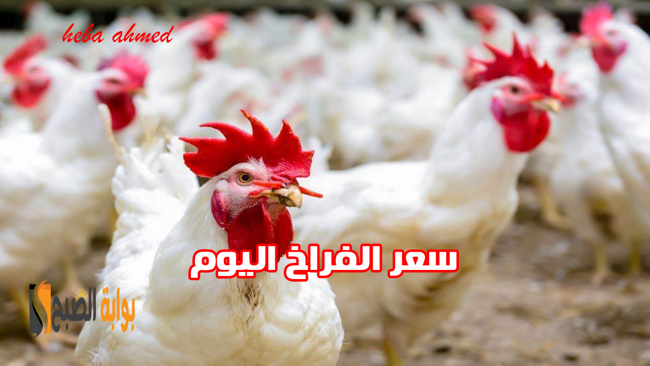 كيلو الفراخ بكام النهاردة... هبوط سعر الفراخ اليوم السبت 26 أكتوبر بعد تراجعها 5 كيلو الفراخ بكام النهاردة… هبوط سعر الفراخ اليوم السبت 26 أكتوبر بعد تراجعها