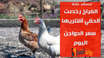 سعر الفراخ اليوم بعد الانخفااض