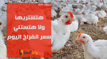 سعر الفراخ اليوم بعد الترااجع