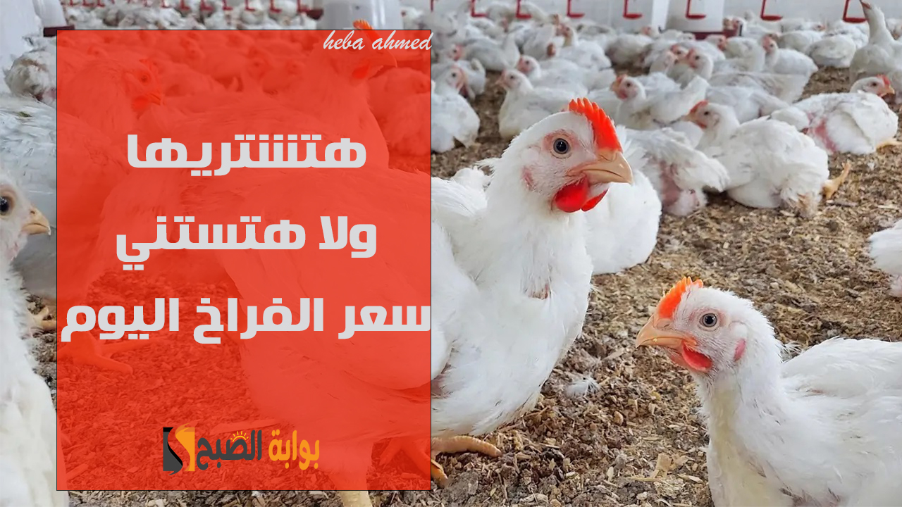 هتشتريها ولا هتستني... هبوط سعر الفراخ اليوم الإثنين 28 أكتوبر لأقل سعر لها منذ شهر 5 هتشتريها ولا هتستني… هبوط سعر الفراخ اليوم الإثنين 28 أكتوبر لأقل سعر لها منذ شهر