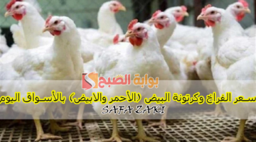 سعر الفراخ وكرتونة البيض الأحمر والابيض بالأسواق اليوم