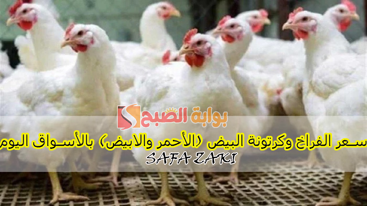 بكام كيلو "البيضاء والبلدي"..سعر الفراخ وكرتونة البيض (الأحمر والابيض) بالأسواق اليوم الخميس 10 أكتوبر 2024 في الأسواق والمحلات 5 بكام كيلو “البيضاء والبلدي”..سعر الفراخ وكرتونة البيض (الأحمر والابيض) بالأسواق اليوم الخميس 10 أكتوبر 2024 في الأسواق والمحلات