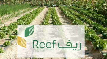 شروط دعم ريف للمتقاعدين 1446