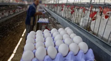 قفزة جنونية في أسعار الدواجن