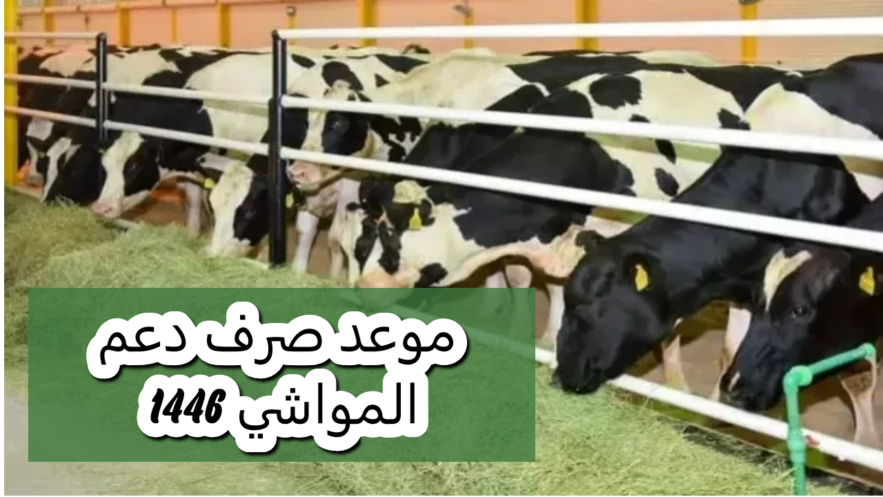 بشرى سارة للفلاحين.. بدء صرف دعم المواشي في هذا الموعد