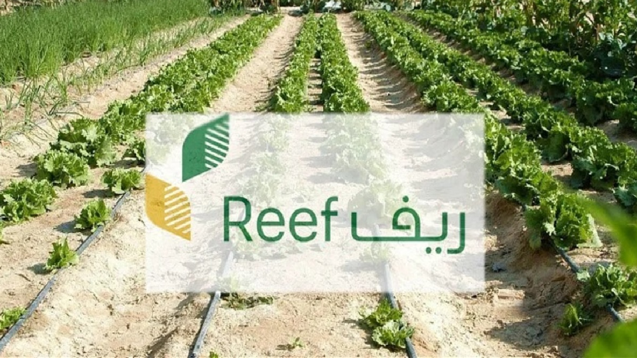 "خبر سار"... وزارة البيئة والمياه والزراعة تصرح دعم ريف يصل حسابات المستفيدين في هذا الموعد 2 “خبر سار”… وزارة البيئة والمياه والزراعة تصرح دعم ريف يصل حسابات المستفيدين في هذا الموعد