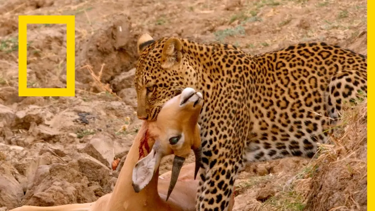 تردد قناة ناشيونال جيوغرافيك National Geographic على الأقمار الصناعية الان