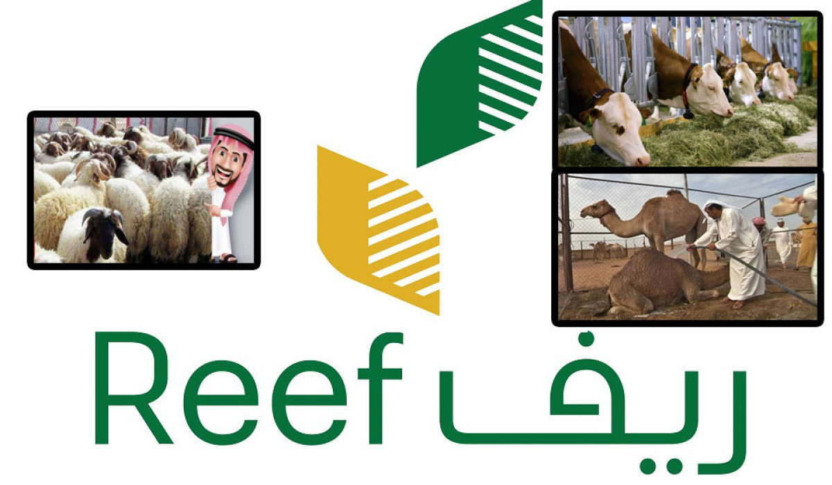 رسميًا.. هذه أسباب إيقاف الدعم في دعم مربي الماشية في السعودية 1446