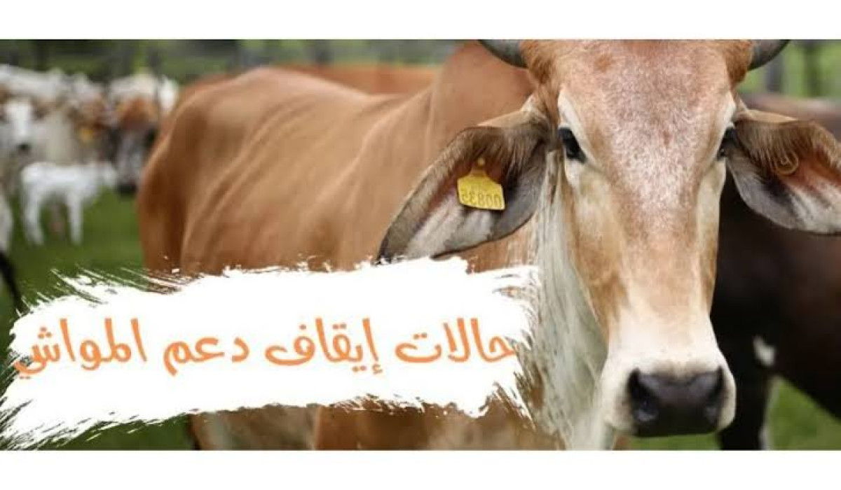 ماهي الحالات التي يتوقف فيها دعم المواشي؟ وإليكم طريقة التسجيل بالدعم