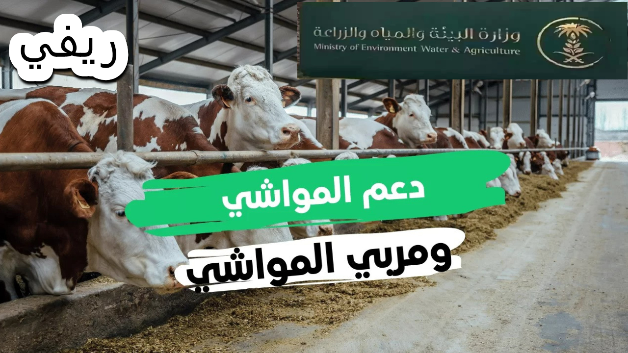 ريفي.. كيف تحصل على دعم مربي الماشية في السعودية ؟ الشروط وأسباب القبول