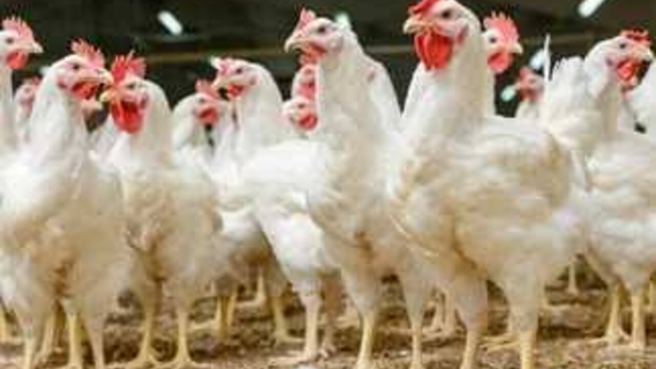 الفرخة بكام!.. سعر الدواجن اليوم الجمعة 15-11-2024 2 الفرخة بكام!.. سعر الدواجن اليوم الجمعة 15-11-2024