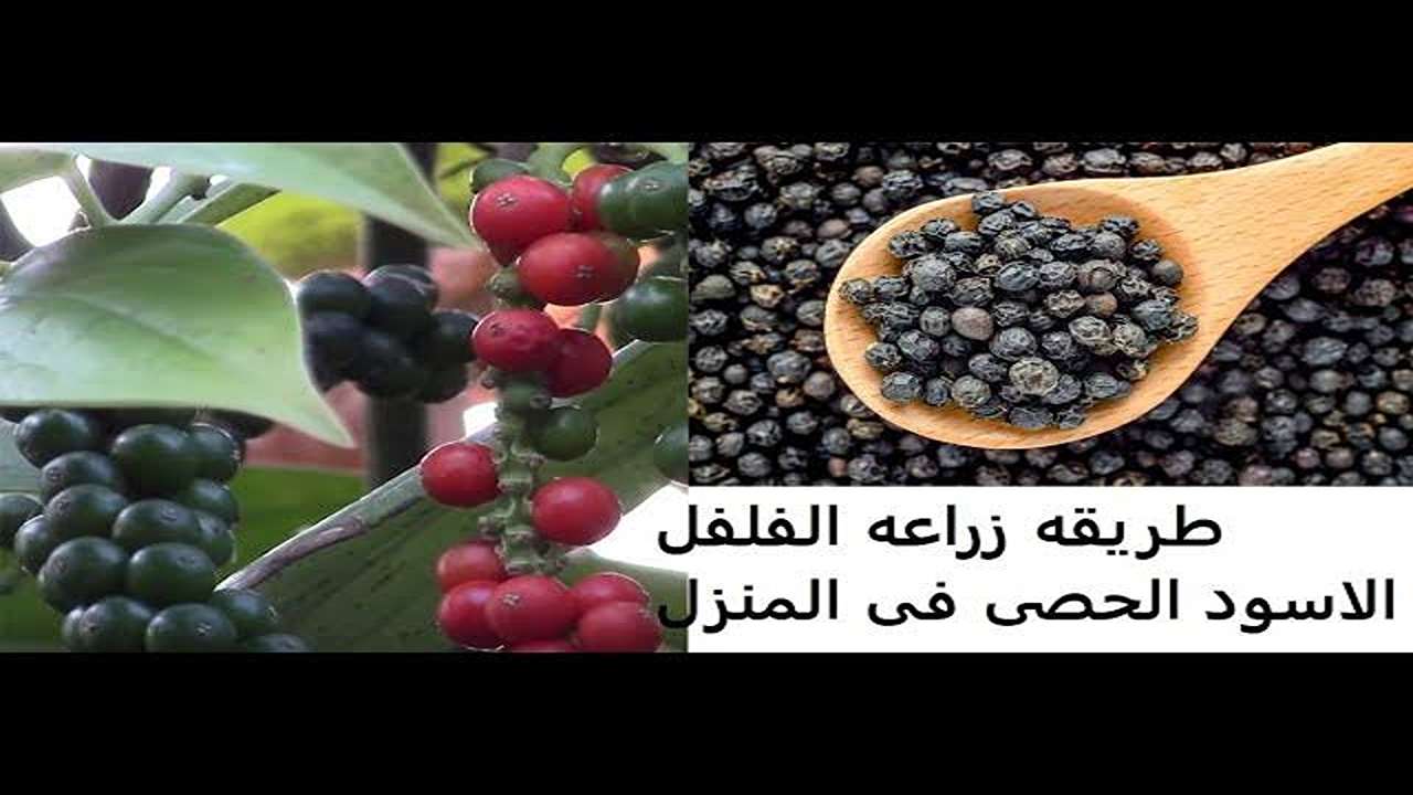 ملك التوابل بين ايديك.. تعرف على طريقة زراعة الفلفل الأسود من البذور جومراحل الحصاد والتجفيف