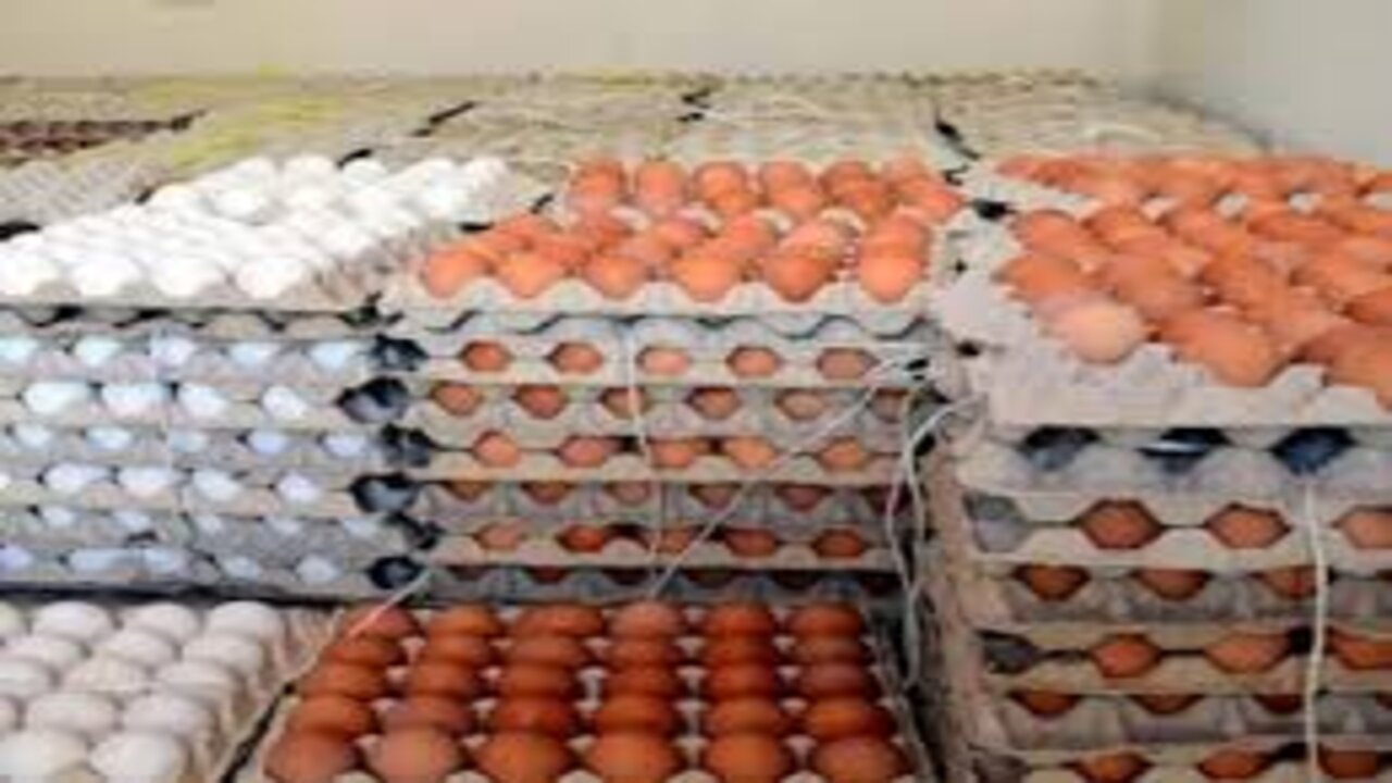 بعد انخفاض سعر الفراخ.. سعر كرتونة البيض اليوم الخميس الموافق 14 نوفمبر 2024 وما هو سعر الدواجن الآن 2 بعد انخفاض سعر الفراخ.. سعر كرتونة البيض اليوم الخميس الموافق 14 نوفمبر 2024 وما هو سعر الدواجن الآن