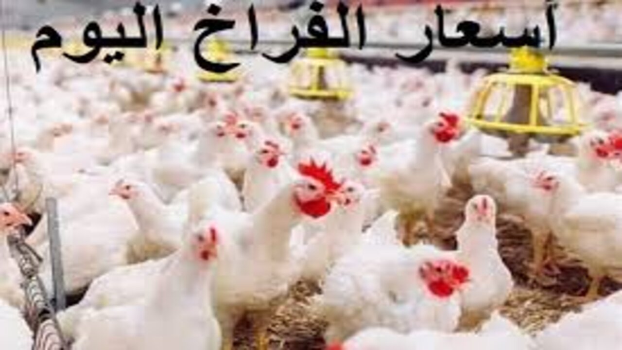 بين إنخفاض وأرتفاع كم تسجل؟!.. سعر الدواجن اليوم الثلاثاء الموافق 19 نوفمبر 2024 وهل تأثر سعر كرتونة البيض