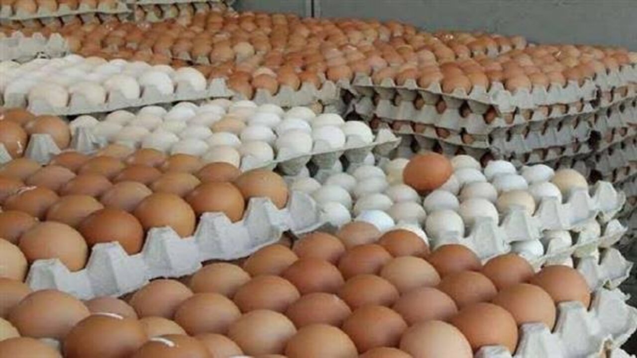 هل تأثرت بإنخفاض الفراخ؟!.. سعر كرتونة البيض اليوم الجمعة الموافق 29 نوفمبر 2024 وما هي أسعار بورصة الدواجن الآن
