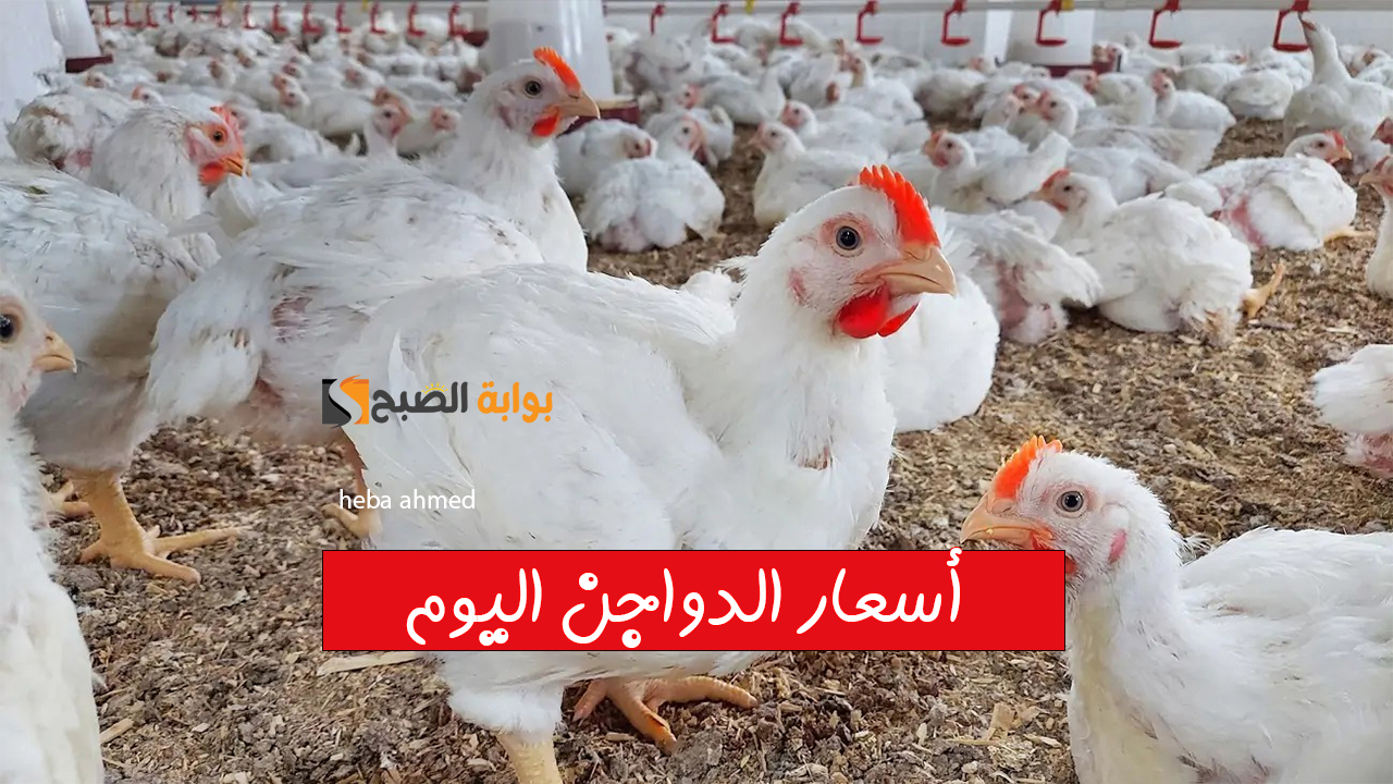 الفراخ رخصت ألحقي اشتريها.. أسعار الدواجن اليوم الخميس 21 نوفمبر بعد التراجع
