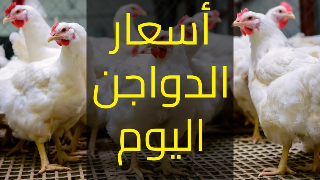 الفراخ بقت فمتناول الجميع .. أسعار الدواجن في مصر اليوم السبت 30/11/2024 بعد الهبوط الأخير 2 الفراخ بقت فمتناول الجميع .. أسعار الدواجن في مصر اليوم السبت 30/11/2024 بعد الهبوط الأخير