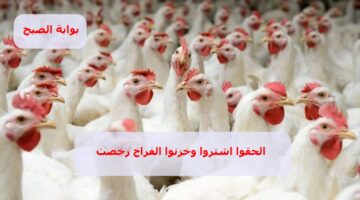 أسعار الدواجن في مصر