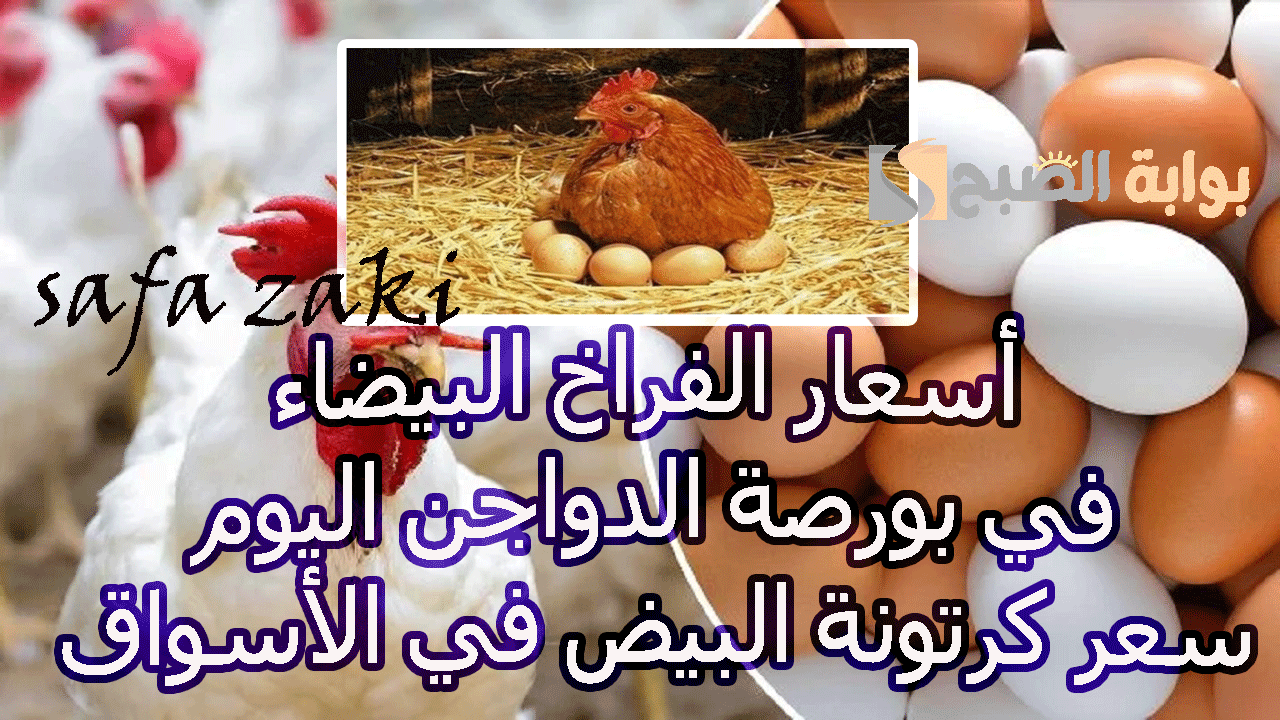 أسعار الفراخ البيضاء في بورصة الدواجن اليوم