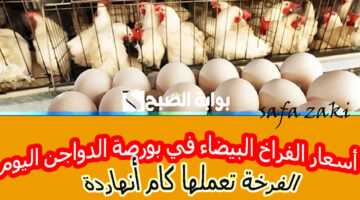 أسعار الفراخ البيضاء في بورصة الدواجن اليوم