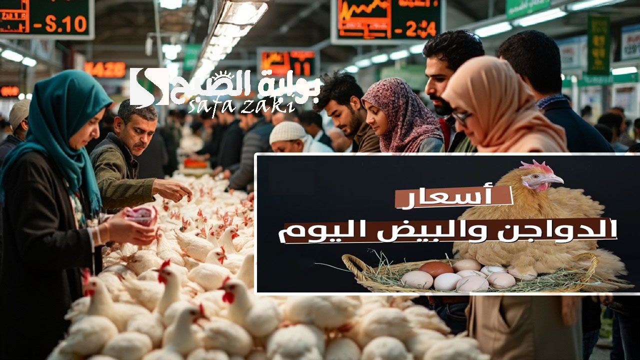بكام انهاردة .. استقرار أسعار الفراخ البيضاء في بورصة الدواجن اليوم السبت 16 نوفمبر 2024 هذا ثمن كرتونة البيض الأحمر في الأسواق