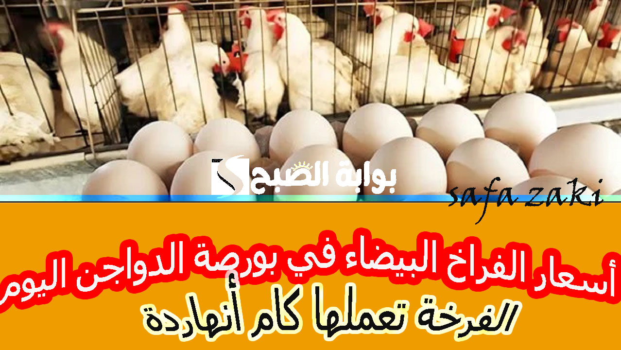 بكام “الفرخة البيضة والبلدي”.. أسعار الفراخ البيضاء اليوم الثلاثاء 12 نوفمبر 2024 في بورصة الدواجن والبيع للمستهلك بالأسواق  