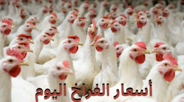 أسعار الفراخ اليوم