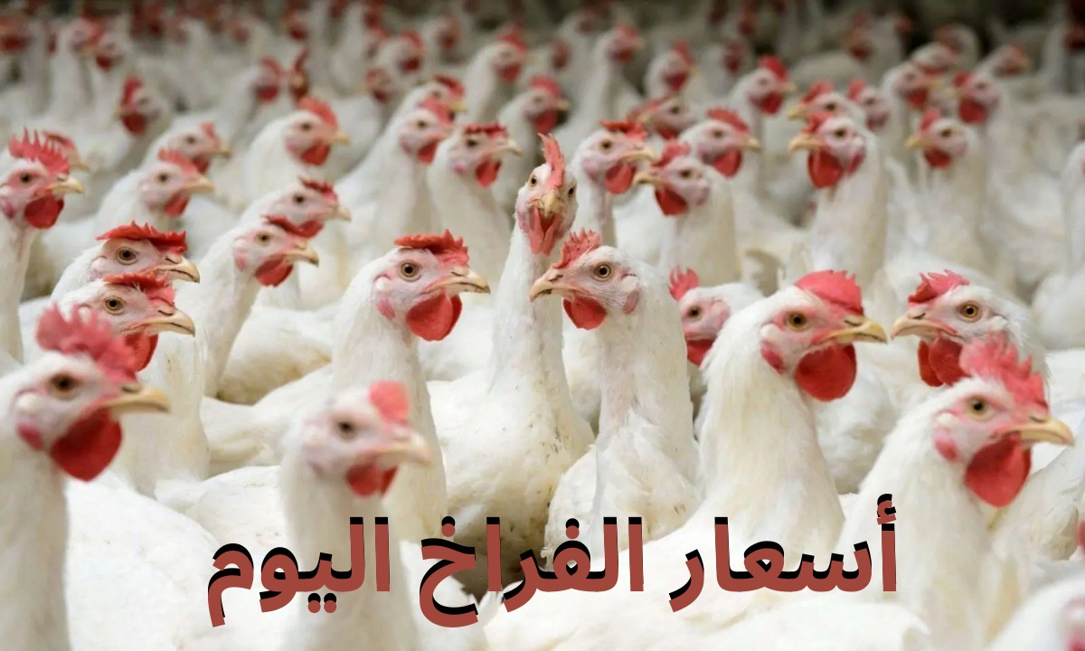 "افرحوا الكل هيشتري".. سعر الفراخ والبيض اليوم الأربعاء 20 نوفمبر 2024 في بورصة الدواجن والأسواق المصرية والمحلات 4 “افرحوا الكل هيشتري”.. سعر الفراخ والبيض اليوم الأربعاء 20 نوفمبر 2024 في بورصة الدواجن والأسواق المصرية والمحلات
