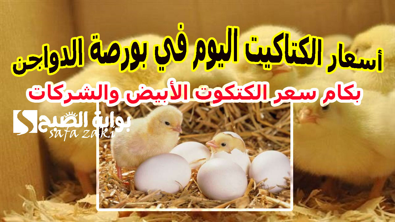 بكام سعر الكتكوت الأبيض انهاردة .. أسعار الكتاكيت اليوم الجمعة 15-11-2024 في بورصة الدواجن 3 بكام سعر الكتكوت الأبيض انهاردة .. أسعار الكتاكيت اليوم الجمعة 15-11-2024 في بورصة الدواجن